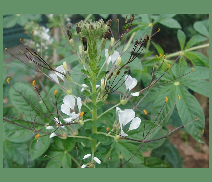 Akeyo Plant (African Spider Plant)